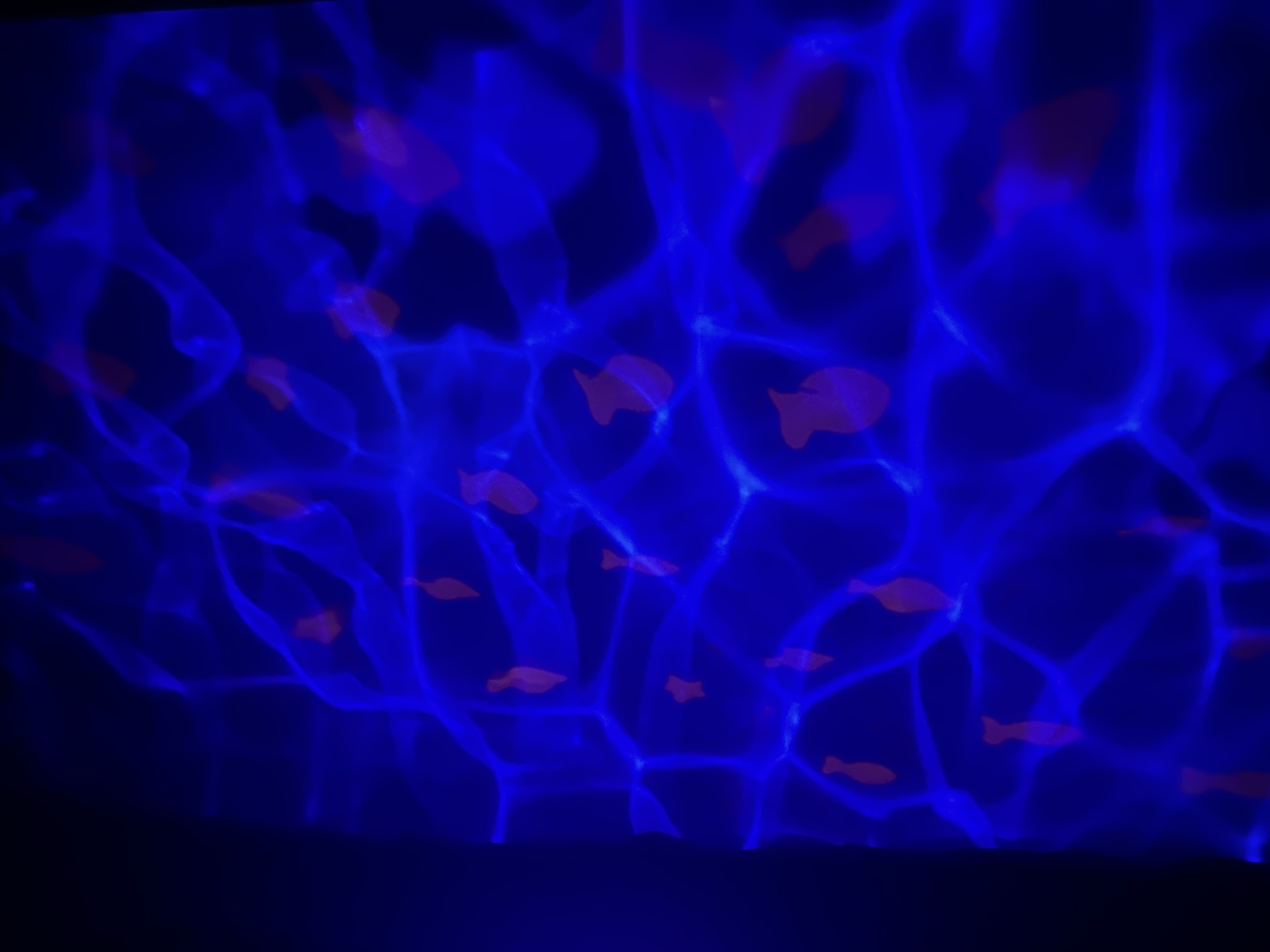 Pré-visualisation