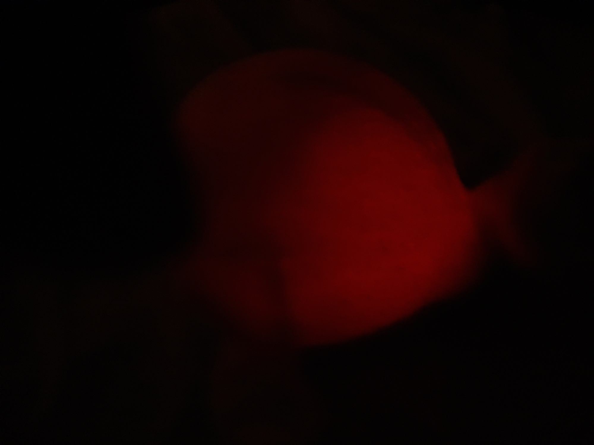 Pré-visualisation