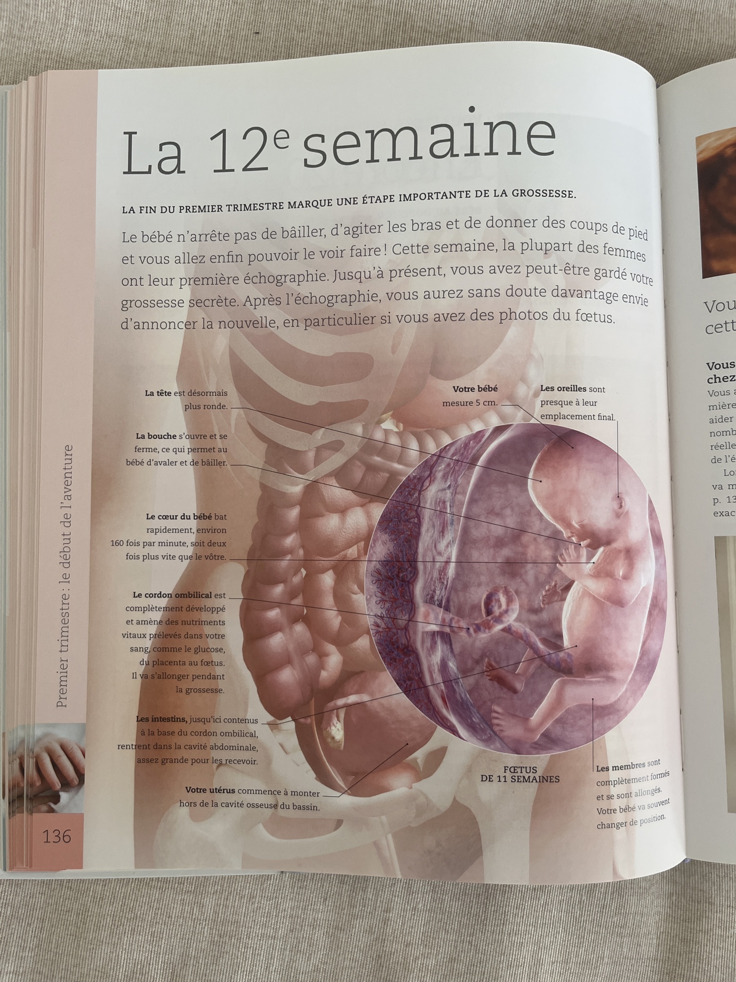 Pré-visualisation