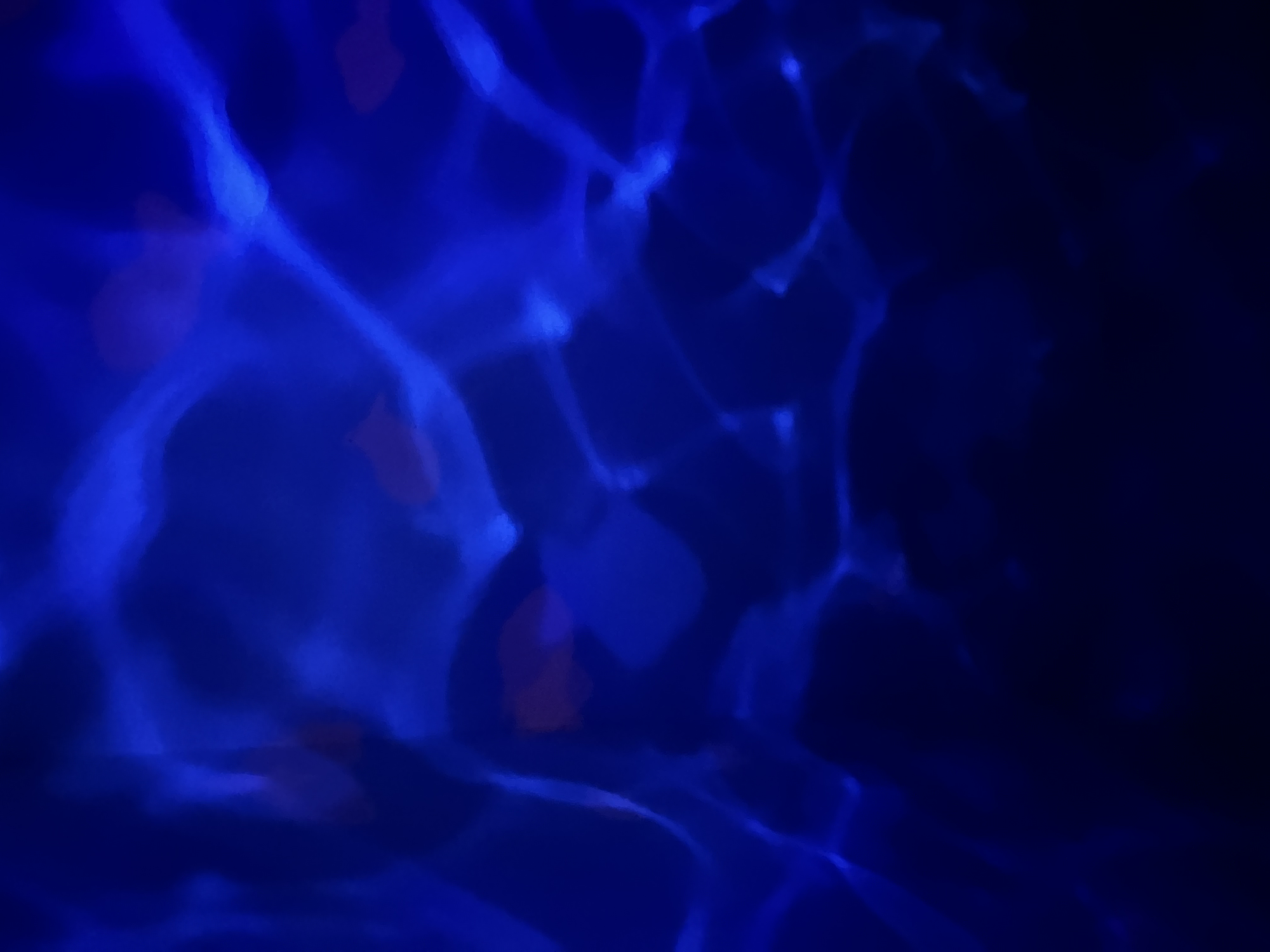 Pré-visualisation